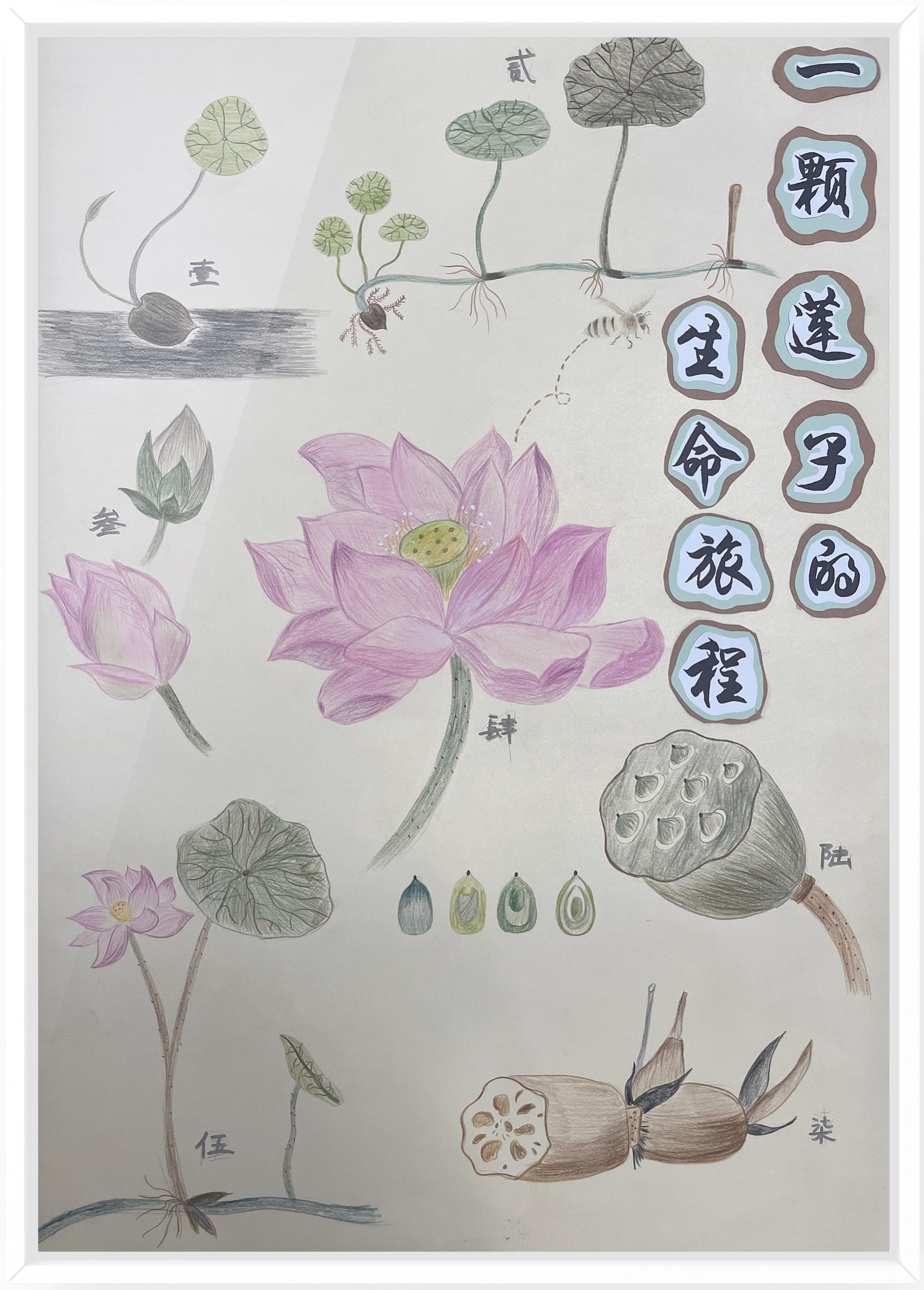 《一颗莲子的生命旅程》（作者：朱水铮、吴梦霁、张婷）.png